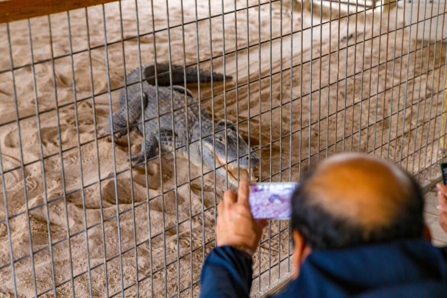 From Miami: Everglades Wildlife Show, Airboat & Bus Transfer - Price and value: what you’re really paying for