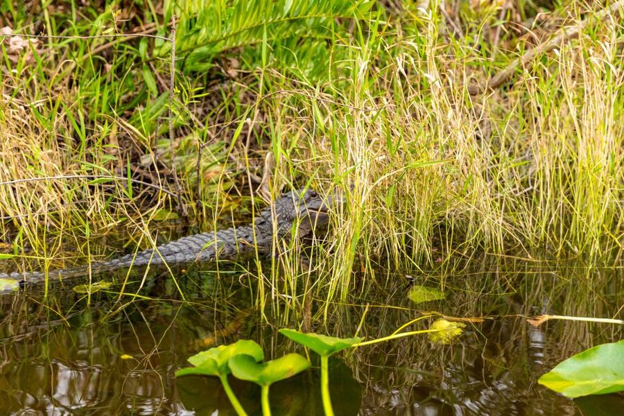 From Miami: Everglades Wildlife Show, Airboat & Bus Transfer - Park time and exhibits: your chance to go at your own pace