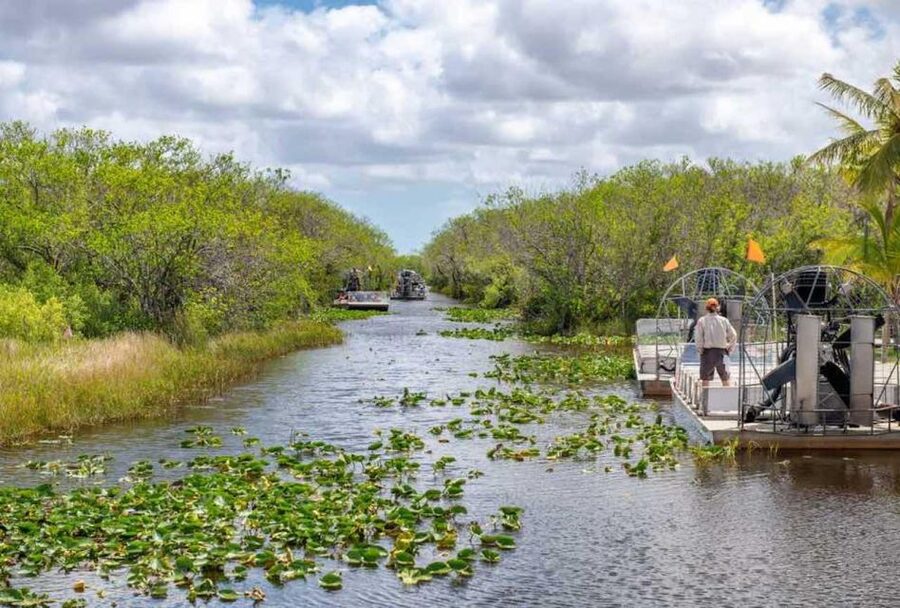 From Miami: Everglades Wildlife Show, Airboat & Bus Transfer - What if you only see one alligator? How to keep the day feeling worth it
