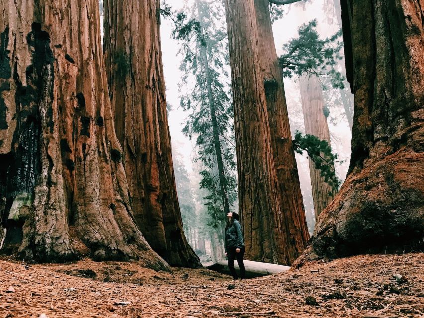 From San Francisco: Day Trip to Yosemite National Park - Yosemite Valley Coach Tour: The Icons, Guided Without the Chaos