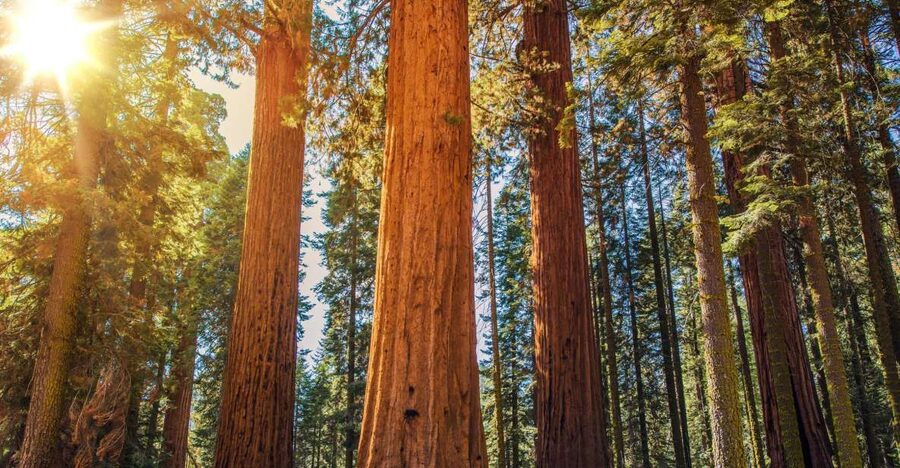 From San Francisco: Guided Muir Woods Excursion - Key Highlights You Should Not Miss
