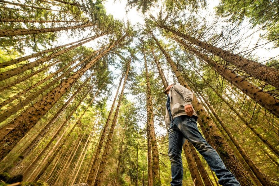 From San Francisco: Guided Muir Woods Excursion - How the San Francisco Muir Woods Tour Actually Works