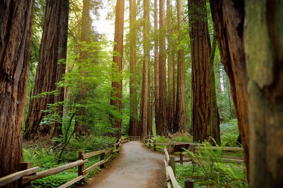 From San Francisco: Guided Muir Woods Excursion - Big Bus Add-Ons: The Real Value Behind the $84 Price