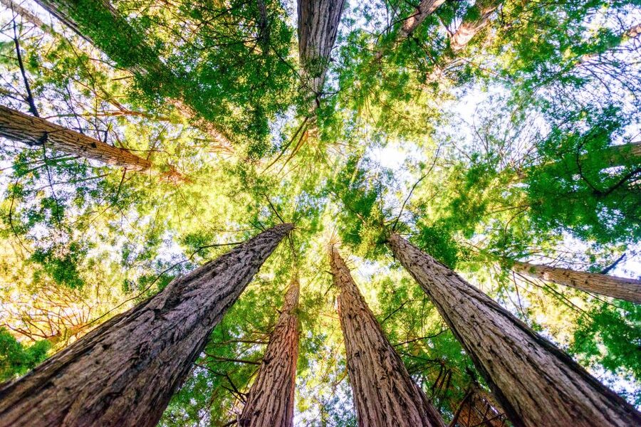 From San Francisco: Guided Muir Woods Excursion - Timing, Group Style, and Who This Tour Fits Best