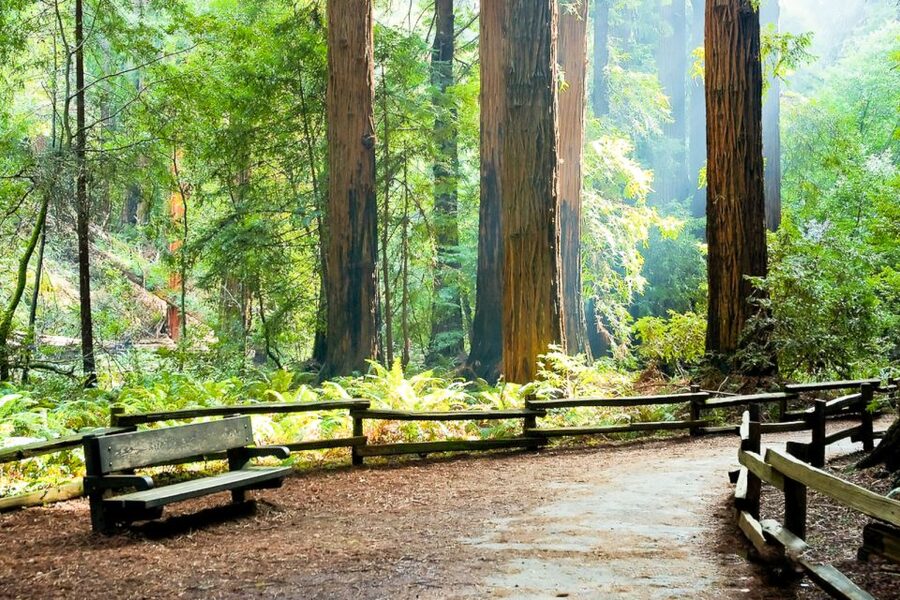 From San Francisco: Guided Muir Woods Excursion - Should You Book This Muir Woods and Sausalito Day Trip?
