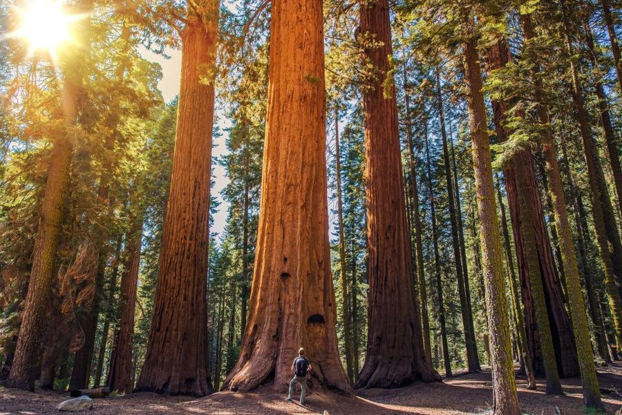 From San Francisco: Guided Muir Woods Excursion - Golden Gate Bridge Ride: Marin Headlands Views and Nerves of Steel