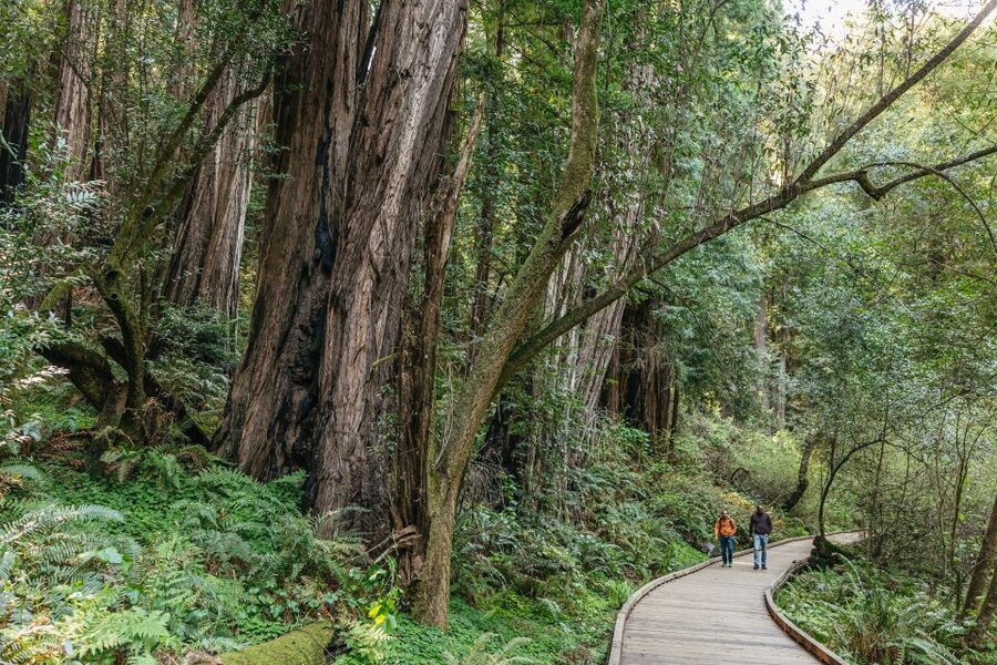 From San Francisco: Guided Muir Woods Tour - Should you book this Muir Woods tour?