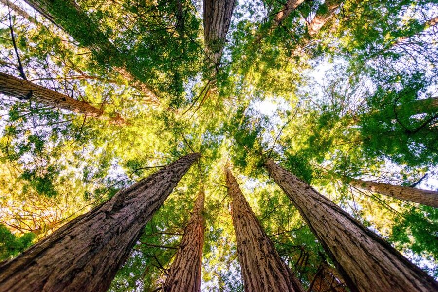 From San Francisco: Guided Muir Woods Tour - Trail strategy for redwood photos and quiet moments