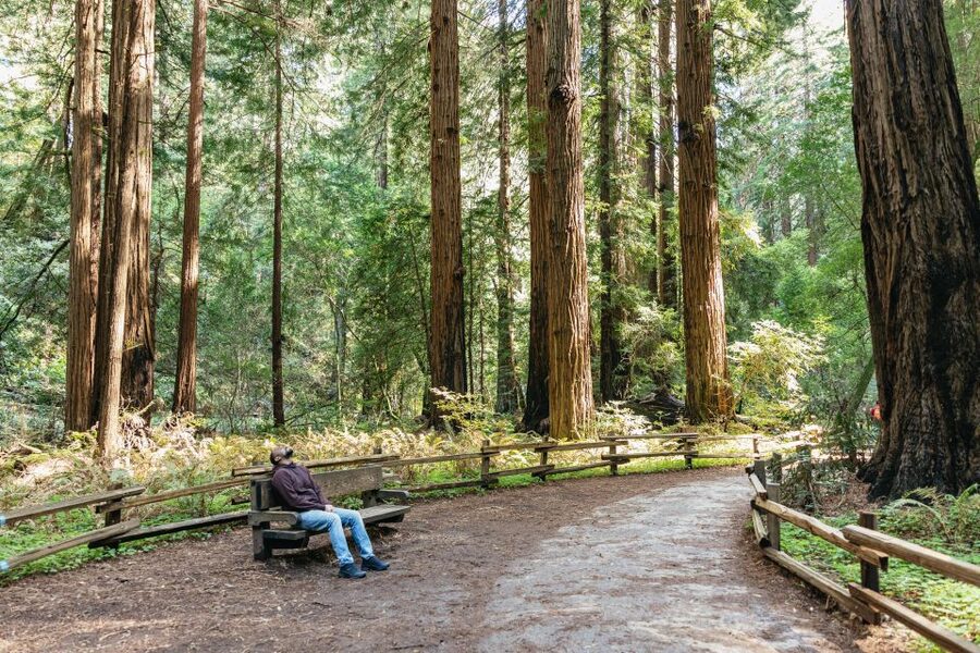From San Francisco: Guided Muir Woods Tour - Bonus Big Bus add-ons: Hop-on Hop-off, sunset, and Chinatown on your schedule