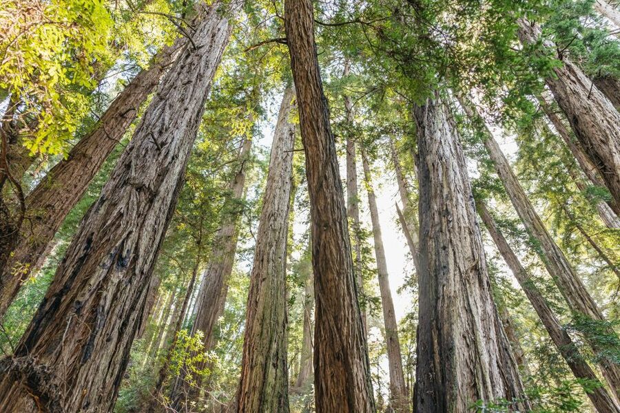 From San Francisco: Guided Muir Woods Tour - Golden Gate Bridge narration and a mini-city tour as you head north
