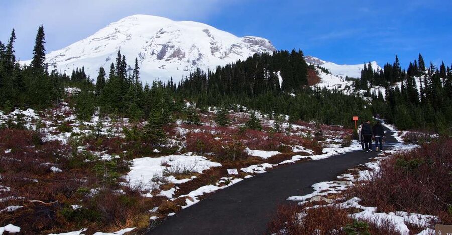From Seattle: Mount Rainier National Park Guided Tour - Mount Rainier in Summer: Old-Growth Forests, Meadows, and Waterfalls