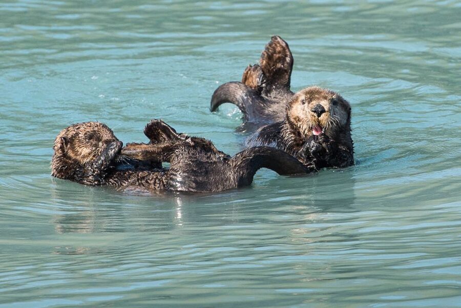 From Seward: Half-Day Resurrection Bay Wildlife Cruise Tour - The Real Star Here Is Resurrection Bay, Not Just the Wildlife