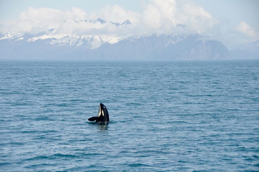 From Seward: Half-Day Resurrection Bay Wildlife Cruise Tour - Who This Cruise Suits Best