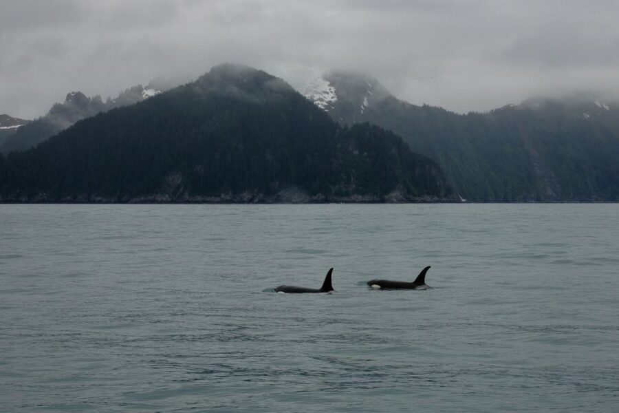 From Seward: Half-Day Resurrection Bay Wildlife Cruise Tour - What the 4-Hour Schedule Feels Like on the Water