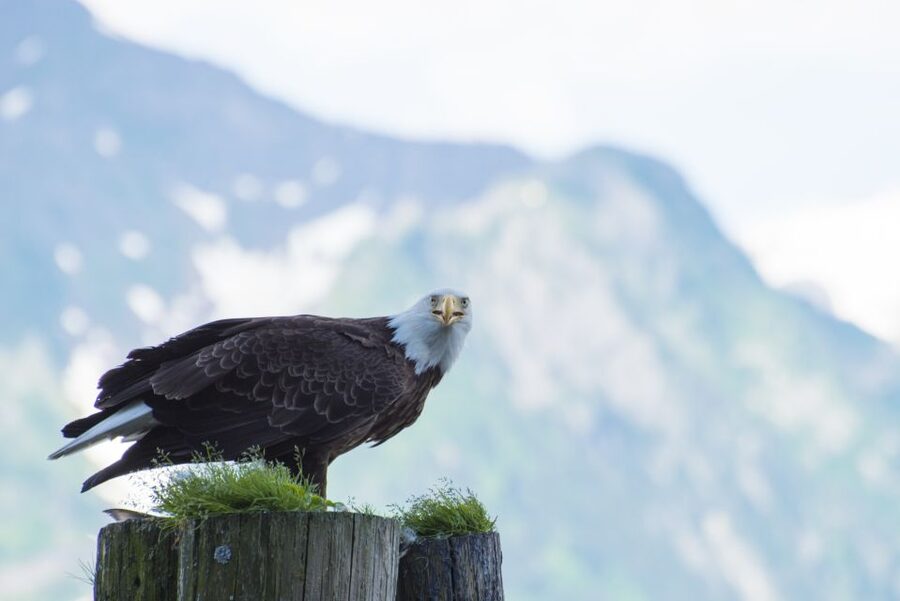 From Seward: Half-Day Resurrection Bay Wildlife Cruise Tour - The Best Species Mix You Can Hope for