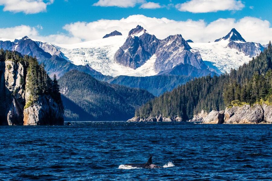 From Seward: Half-Day Resurrection Bay Wildlife Cruise Tour - Learning in Real Time: Ecology, Geology, and History