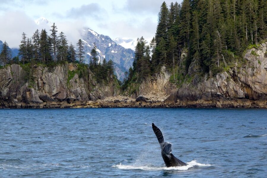 From Seward: Half-Day Resurrection Bay Wildlife Cruise Tour - Your Deck Game Plan: Where to Stand and How to Stay Warm