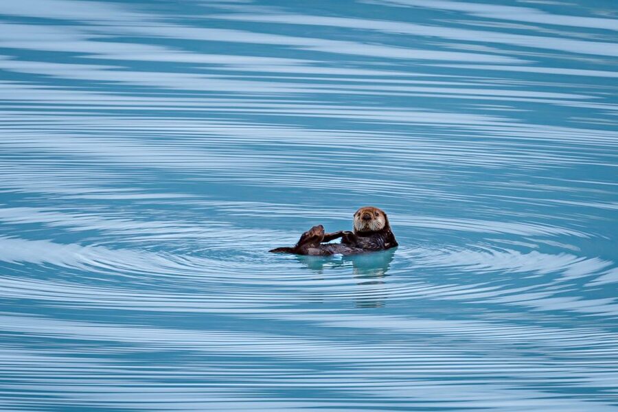From Seward: Half-Day Resurrection Bay Wildlife Cruise Tour - Comfort and Motion: Seasickness Tips That Matter