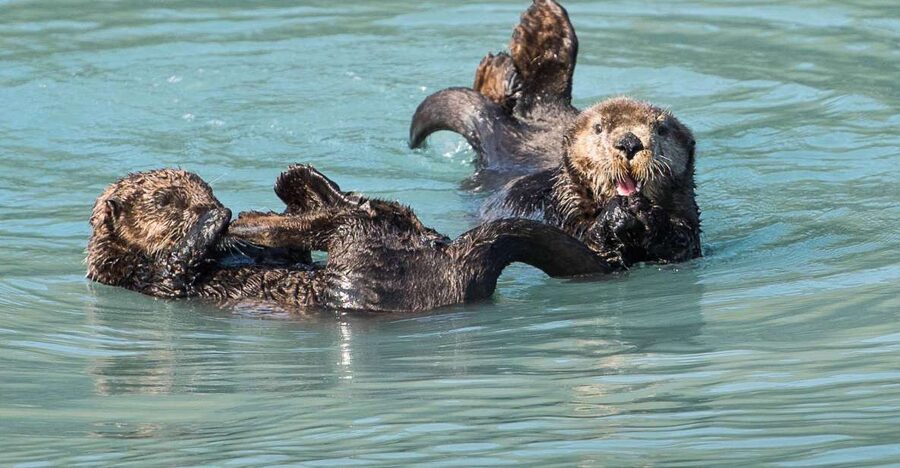 From Seward: Half-Day Resurrection Bay Wildlife Cruise Tour - Price, What You Get, and Whether It’s Worth $165