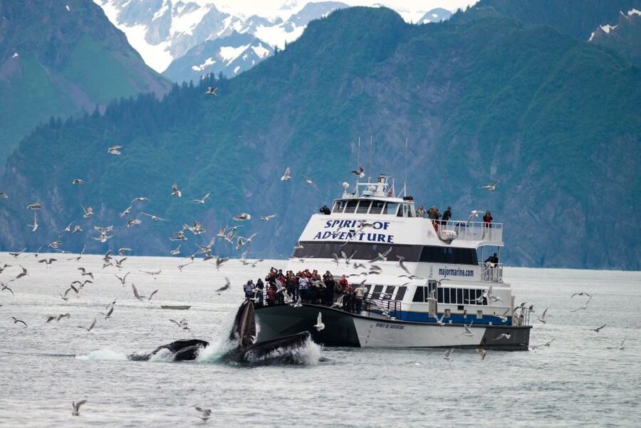 From Seward: Kenai Fjords National Park Cruise with Lunch - Wildlife spotting that feels like a team sport