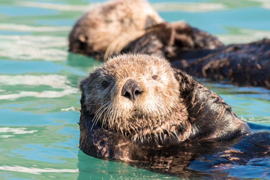 From Seward: Kenai Fjords National Park Cruise with Lunch - How to dress for Seward so you can actually enjoy the views