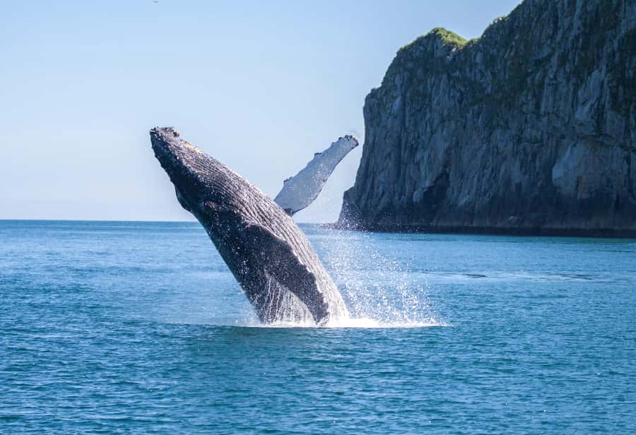 From Seward: Kenai Fjords National Park Cruise with Lunch - Should you book the Seward Kenai Fjords cruise with lunch?