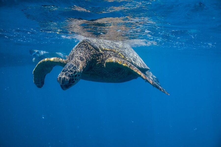 From Waikiki: Turtle Canyon Snorkeling Tour - 5 Key Things That Make This Turtle Canyon Tour Worth Your Time