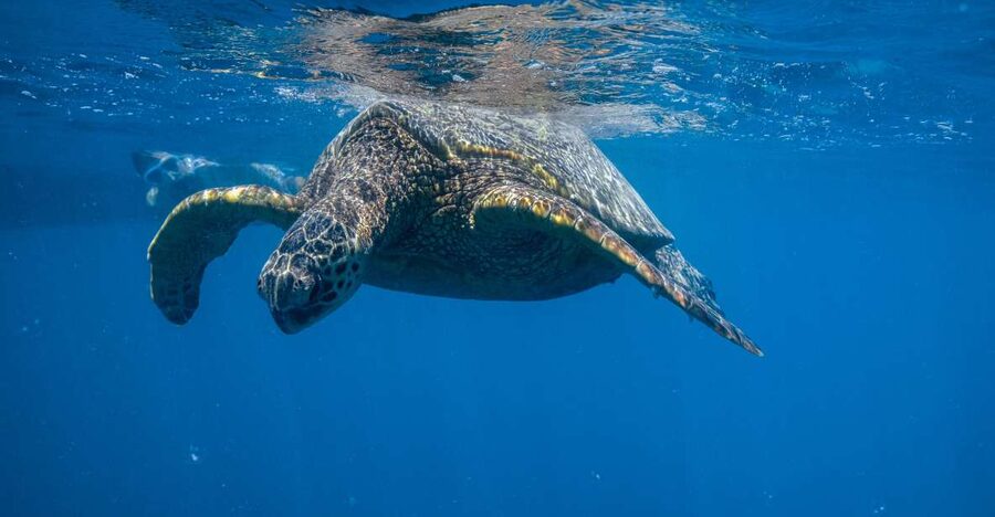 From Waikiki: Turtle Canyon Snorkeling Tour - Turtle Canyon, The Waikiki Way (Quick, Focused, and Turtle-Forward)