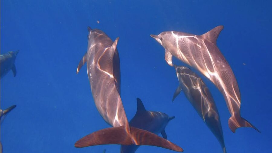 From Waikiki: Turtle Canyon Snorkeling Tour - The Short Cruise Out to Turtle Canyon (15 Minutes That Set the Tone)