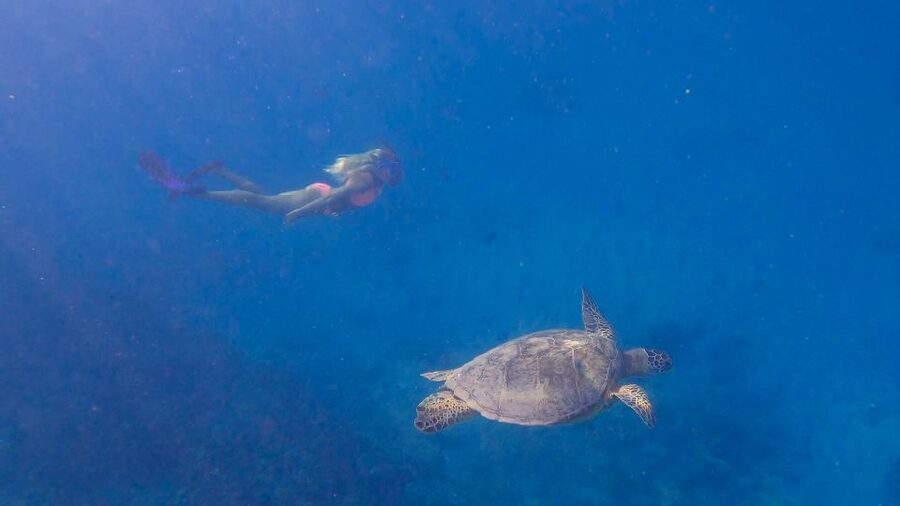From Waikiki: Turtle Canyon Snorkeling Tour - 50 Minutes in the Water With Two Guides Who Watch Everything