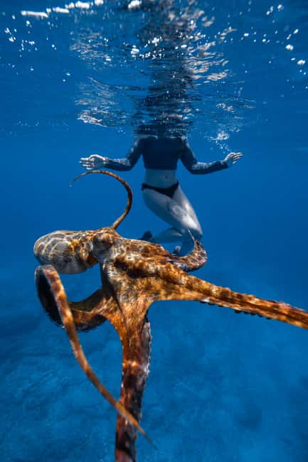 From Waikiki: Turtle Canyon Snorkeling Tour - Snorkel Gear, Flotation Devices, and the Comfort Factor for Beginners
