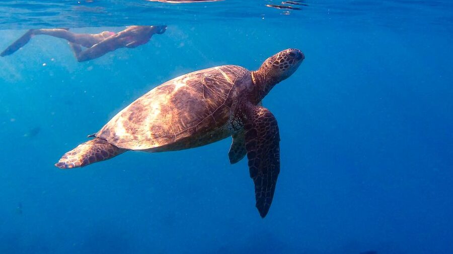 From Waikiki: Turtle Canyon Snorkeling Tour - Meet at Island Splash Tours, Then Step Onto a 2025 Boat (With a Small-Group Feel)