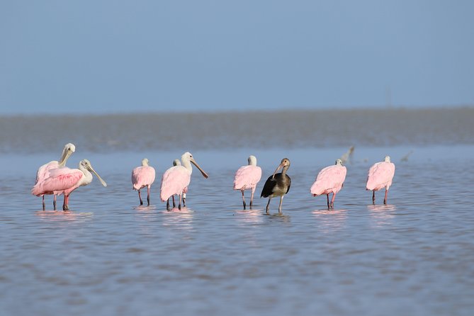 Full-Day Kayak Adventure in the Everglades - Key highlights worth your time