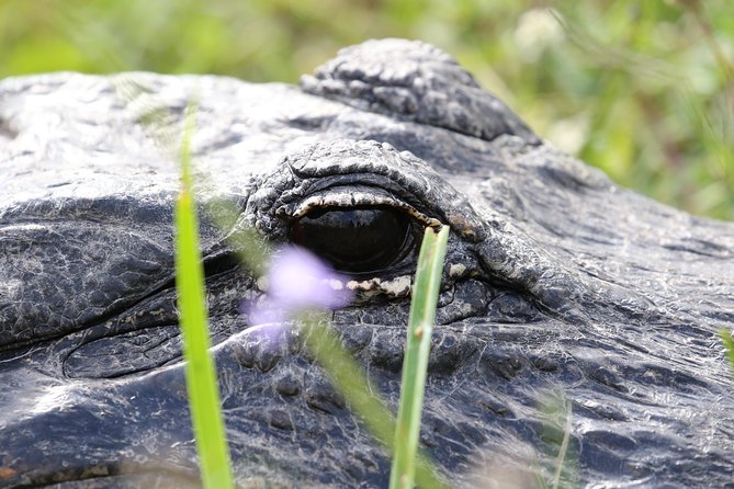 Full-Day Kayak Adventure in the Everglades - Why the Everglades works better with paddles and slogging