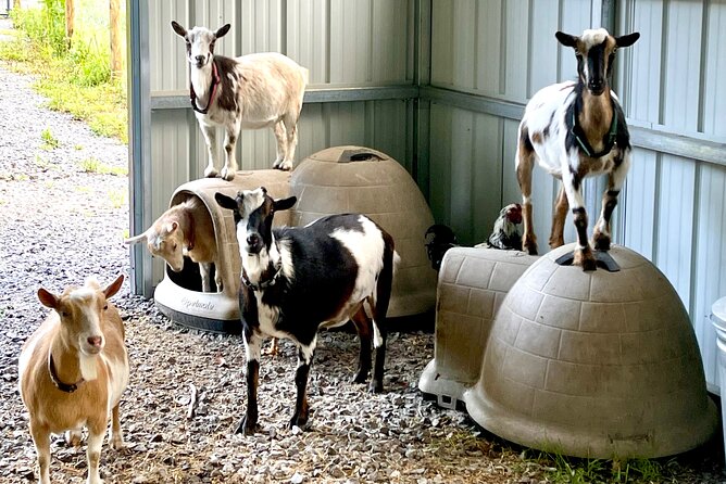 Gem Mining and Goat Farm Walking Tour in Hendersonville - A 2-hour family hit at Elijah Mountain Gem Mine
