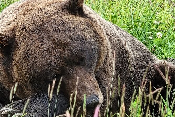 Glacier View & Wildlife Anchorage Adventure Tour - Alaska Wildlife Conservation Center: the best odds on the itinerary