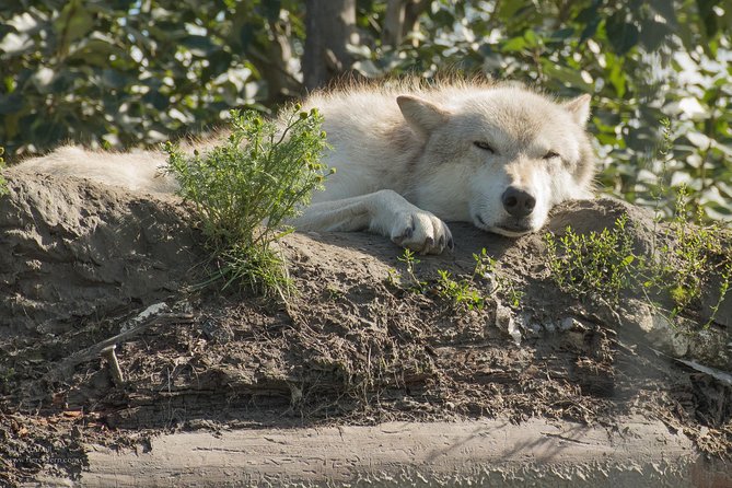 Glaciers and Wildlife: Super Scenic Day Tour from Anchorage - Chugach State Park and the Glen Alps overlook with quick payoff