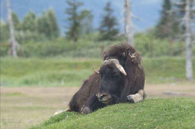 Glaciers and Wildlife: Super Scenic Day Tour from Anchorage - Turnagain Arm tides: the drive-by wonder you’ll remember
