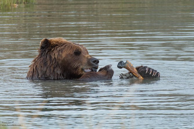 Glaciers and Wildlife: Super Scenic Day Tour from Anchorage - Guides and small-group pacing, from Tony to Cheyenne
