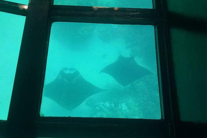 Glass-Bottom Boat Cruise from Waikoloa - Price and value: is $50 for 30 minutes a good trade?
