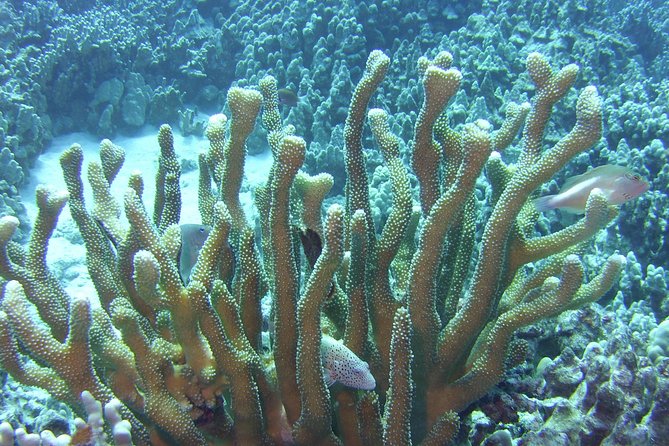 Glass-Bottom Boat Reef Tour - Tips to get the best views (and have an easy time)