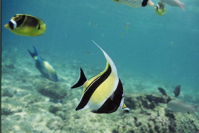Glass-Bottom Boat Reef Tour - Should you book this glass-bottom reef tour?