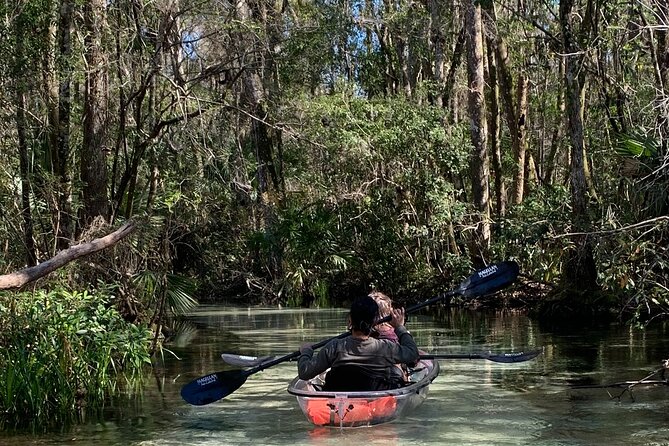 Glass Bottom Kayak Eco Tour through Rainbow Springs - Key highlights you’ll actually notice