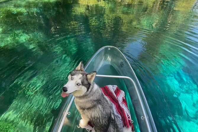 Glass Bottom Kayak Tours of Silver Springs - Practical Tips So You Enjoy the Whole Paddle