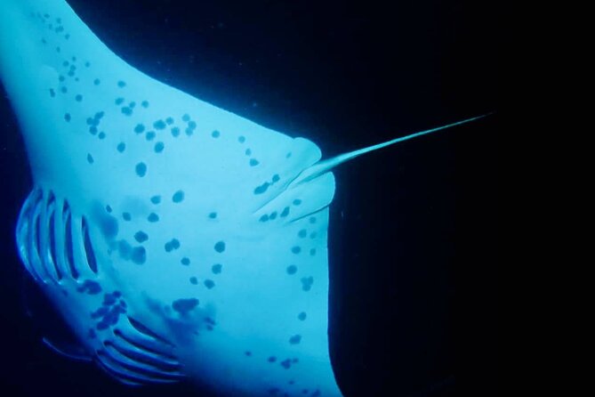 Glow of the Deep: Night Snorkeling with Manta Rays - The manta biology part that makes the sighting more meaningful