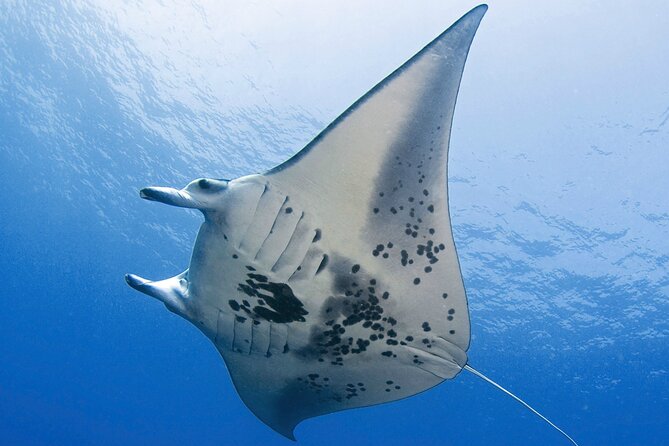 Glow of the Deep: Night Snorkeling with Manta Rays - Getting to Honokohau Harbor and using the boat time well