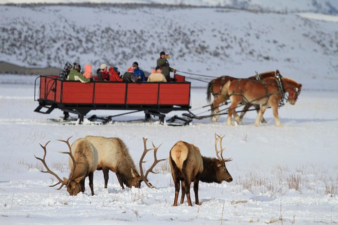 Grand Teton and National Elk Refuge Winter Wonderland Full Day Adventure - Key highlights worth marking on your map