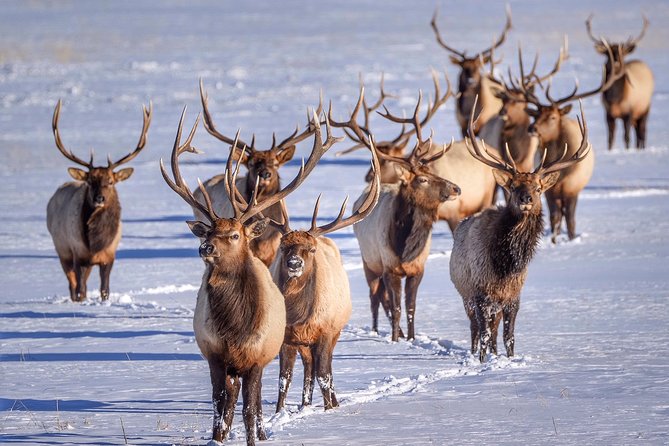 Grand Teton and National Elk Refuge Winter Wonderland Full Day Adventure - National Elk Refuge: sleigh ride time, elk migration context, and a slower kind of wow