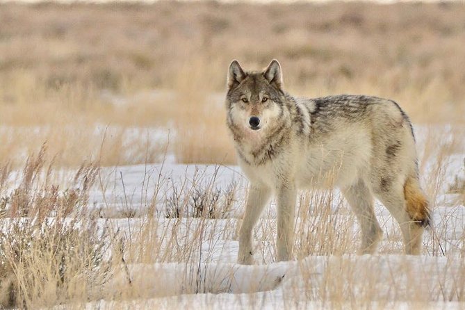 Grand Teton and National Elk Refuge Winter Wonderland Full Day Adventure - Binoculars, guides, and the small tricks that boost your odds