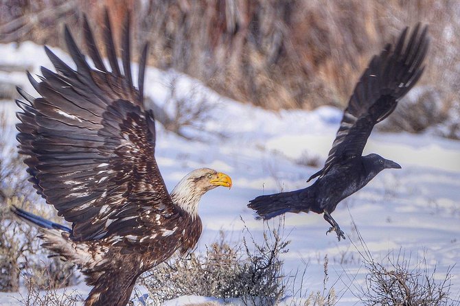 Grand Teton and National Elk Refuge Winter Wonderland Full Day Adventure - Price and value: what you pay for, and what still needs budgeting
